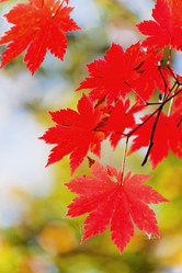 Similar image 921130