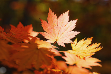 Similar image 921135