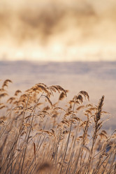 Similar image 922516