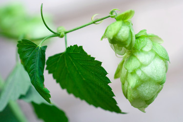 Similar image 923018