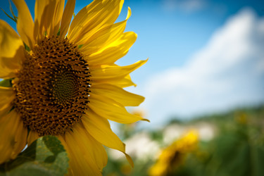 Similar image 923049