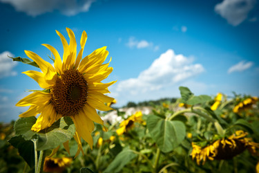 Similar image 923051