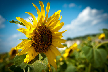 Similar image 923054