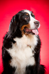 Similar image 923397