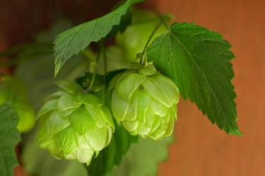 Similar image 924065