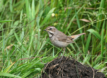 Similar image 924279