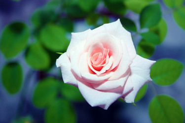 Similar image 924494