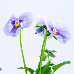 Similar image 924580