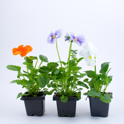 Similar image 924586