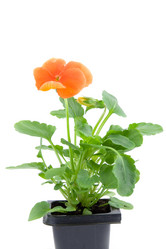 Similar image 924606