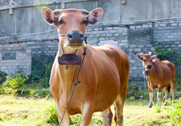 Similar image 924717