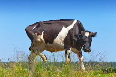 Similar image 924721