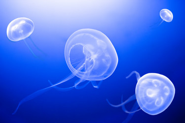 Similar image 925193