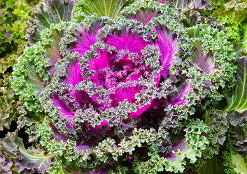 Similar image 925259