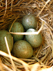 Similar image 925488