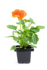 Similar image 926483