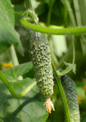 Similar image 927146