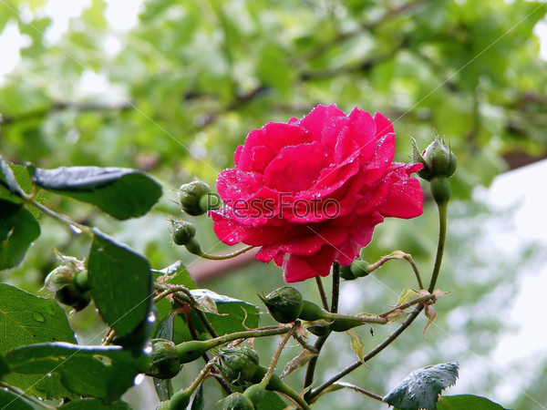 Розы, растущие в Сибири. Сорта с описанием и много фото. Статья - путеводитель №1