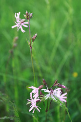 Similar image 927528