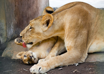 Similar image 927898