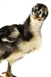 Similar image 927987