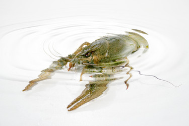 Similar image 929414