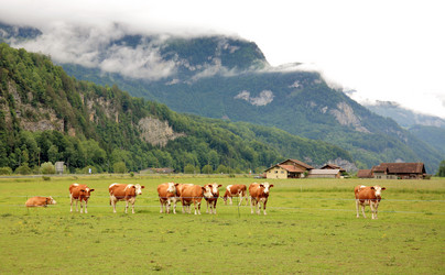 Similar image 930706