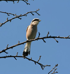 Similar image 931527