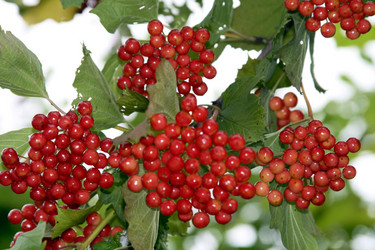 Similar image 1000382