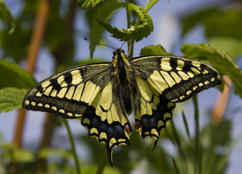 Similar image 931906