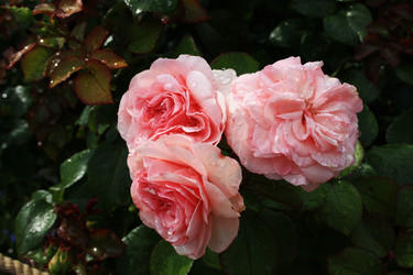 Similar image 932182