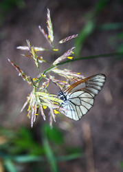 Similar image 932398