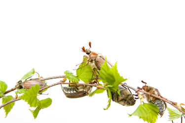 Similar image 933505