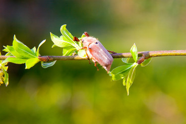 Similar image 933507