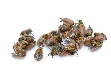 Similar image 933554