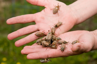 Similar image 933574