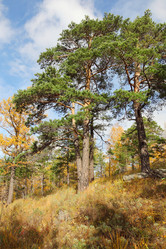 Similar image 933630