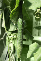 Similar image 934114