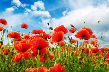 Similar image 936712