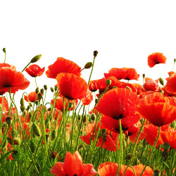 Similar image 936718