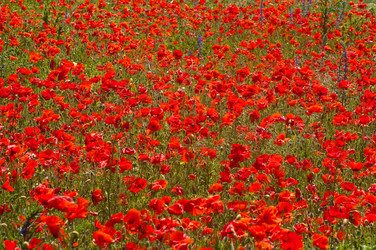 Similar image 942661