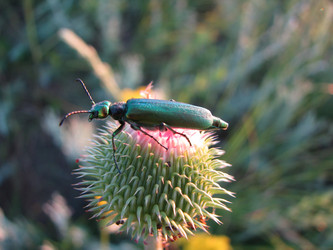 Similar image 943342