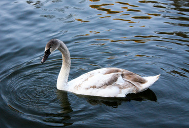 Similar image 944710