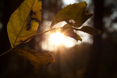 Similar image 944774