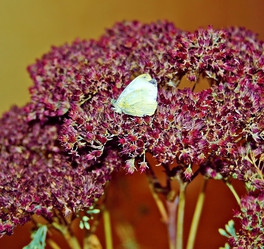 Similar image 944802