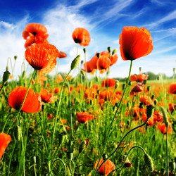 Similar image 944867