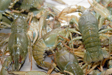 Similar image 945445