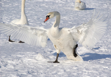 Similar image 947000