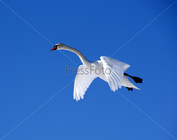 Фотография на тему Белый лебедь летит в голубом небе | PressFoto