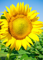 Similar image 947191